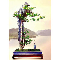 Cây tường vi trồng (10 cây)