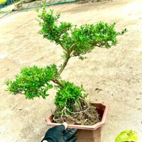 Cây tuyết mai trắng tứ quý bonsai hoa quanh năm