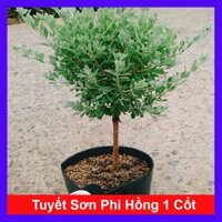 Cây Tuyết Sơn Phi Hồng (cây 1 cốt dáng tree 2 năm tuổi) cây cảnh sân vườn hoa nở quanh năm