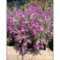 CÂY TUYẾT SƠN PHI HỒNG CÂY ĐANG NỤ VÀ HOA ( gưi cây ảnh 2 ) đã bật hoả tôcd