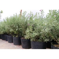 CÂY TUYẾT SƠN PHI HỒNG hoa tím, sai hoa cực đẹp