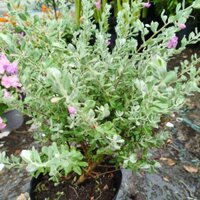 Cây Tuyết Sơn Phi Hồng ( sẵn hoa)