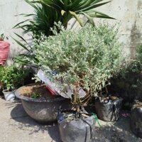 Cây Tuyết Sơn Phi Hồng ( thoát thân hàng đẹp)