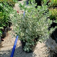 Cây Tuyết Sơn Phi Hồng(bụi lớn)