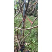 cây vả giống vả Huế chiết cành