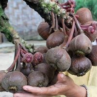 CÂY VẢ KHỔNG LỒ CAO HƠN 1M, BẦU TO. [ GHN ]