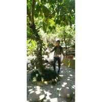 Cây Vả mật giống lá to( Sung vả ) (chi lăng shop 47 )