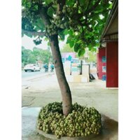 Cây Vả mật giống lá to( Sung vả ) Cây Đã Có Quả 981SP 982sp