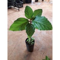 Cây Vả mật Huế .[ Cây đẹp, lá to, sinh trưởng tốt cho quả sớm, siêu quả như hình ạ ] [ J&T Express ] Freeship Xtra]