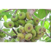 Cây Vả mật Huế .[GIỐNG CHẨN - CÂY HỢP KHÍ HẬU 3 MIỀN]