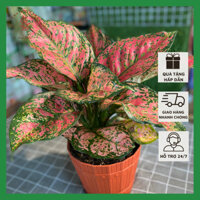 Cây Vạn Lộc Đỏ - Cây Hồng Lộc Trang Trí Văn Phòng, Tiền Sảnh Thu Hút May Mắn, Tài Lộc Thanh Lọc Không Khí