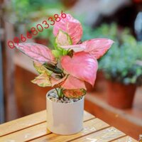 Cây vạn lộc mini để bàn lọc không khí, mang điềm lành, may mắn