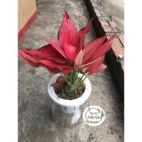 Cây Vạn Lộc Thủy sinh- Ảnh do Tiệm chụp 100% - Tiệm Cây Mầm Non