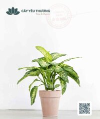 Cây vạn niên thanh Chậu đất nung trồng cây loại lớn