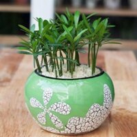 Cây vạn niên tùng
