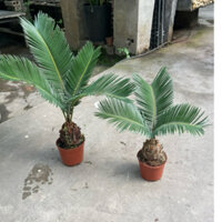 cây vạn tuế bonsai mini