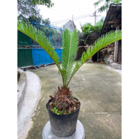 Cây vạn tuế cao 40-50cm (củ to đẹp)