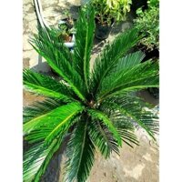 cây vạn tuế cao 70*90 ( hàng đẹp)