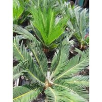Cây vạn tuế  cây khỏe giống tốt