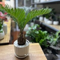 Cây vạn tuế chậu sứ trang trí nội thất