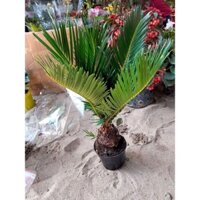 cây vạn tuế giống 50cm