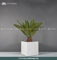 Cây vạn tuế gốc lớn - Chậu Trồng Cây Cỡ Lớn