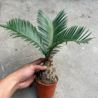cây vạn tuế nhiều size hàng bao đẹp