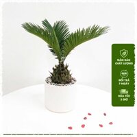 Cây Vạn Tuế - Thiên Tuế, cây mang lại sự uy nghi mạnh mẽ HAPPY GREEN