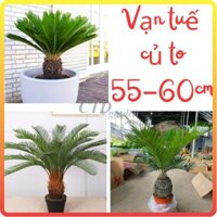 Cây vạn tuế ( Thiên tuế ) size củ nhỡ, cao 60-70cm, mang nhiều ý nghĩa phong thủy tốt [sp26]