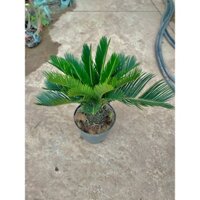 Cây vạn tuế ( Thiên tuế ) size củ to 60-70cm, mang nhiều ý nghĩa phong thủy tốt