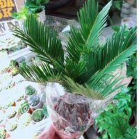 Cây Vạn tuế
