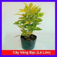 Cây Vàng Bạc Lá Lớn - Cây cảnh trang trí  Tặng phân bón cho cây mau lớn