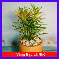 Cây vàng bạc (lá nhỏ) - cây cảnh phong thủy để bàn mang may mắn tài lộc