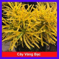 Cây vàng bạc  Tặng phân bón cho cây mau lớn