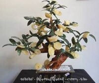 Cây vàng cây bạc (CTCL2)