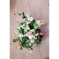 Cây vảy ốc cẩm thach