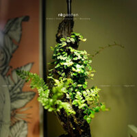 Cây Vảy Ốc Lá Phong, Vảy Ốc Minima Chuyên Dùng Tạo Terrarium, Tiểu Cảnh, Bồn Thuỷ Sinh