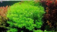 Cây Vảy Ốc xanh bò