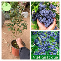 Cây việt quất (Blueberry) lùn tứ quý đang hoa quả, ra hoa, ra trái 4 mùa