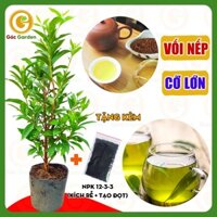 Cây Vối Nếp Cỡ Lớn GÓC GARDEN thu hoạch lá ngay, giải nhiệt, thanh lọc cơ thể, trồng chậu, thùng xốp, ban công, cao 80cm