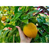 CÂY vú sữa hoàng kim GIỐNG