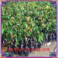 cây vú sữa hoàng kim + Tặng (0,3kg) phân hữu cơ cao cấp