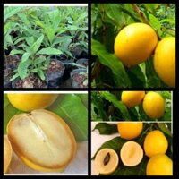 cây Vú Sữa Hoàng Kim trái to ( chuyên cây giống )