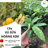 cây vú sữa hoàng kim - vú sữa quả vàng - sai trái
