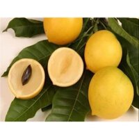 cây vú sữa hoàng kim ( vú sữa vàng )