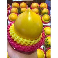 Cây Vú Sữa Hoàng Kim