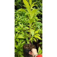 cây vú sữa hoàng kim