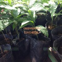 Cây vú sữa hoàng kim