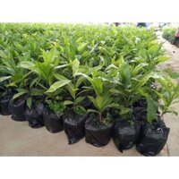 Cây Vú Sữa Hoàng Kim