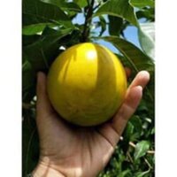 Cây vú sữa hoàng kim